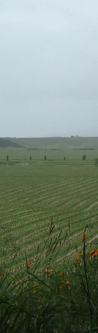 Marlborough Wine Region